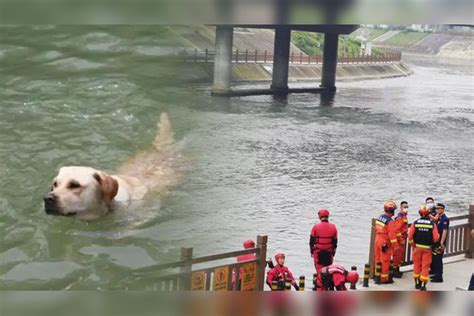 死狗放水流意思